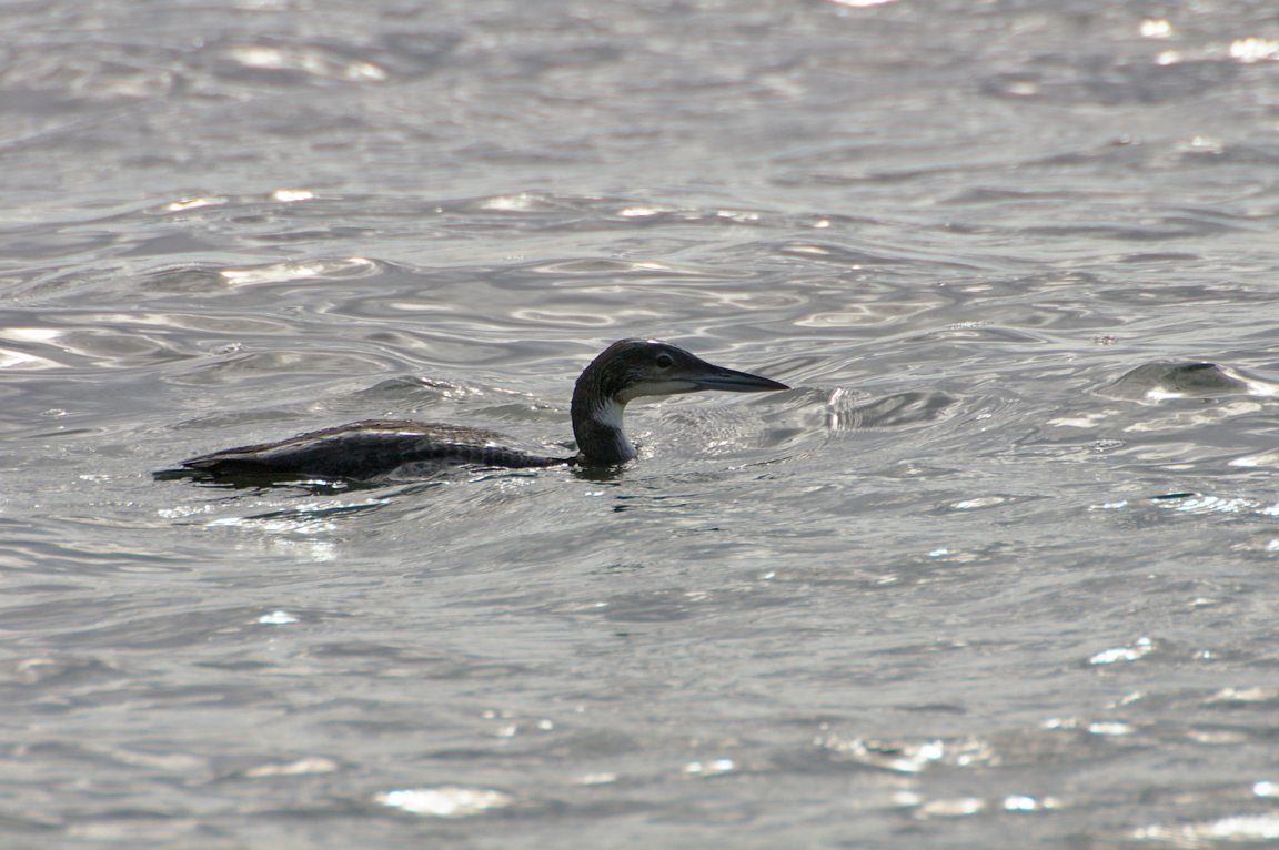 Common Loon